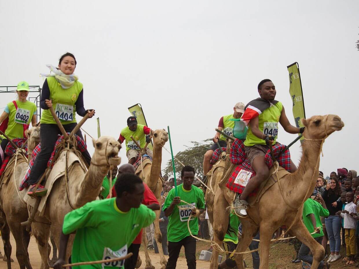 Camel Racing Photo
