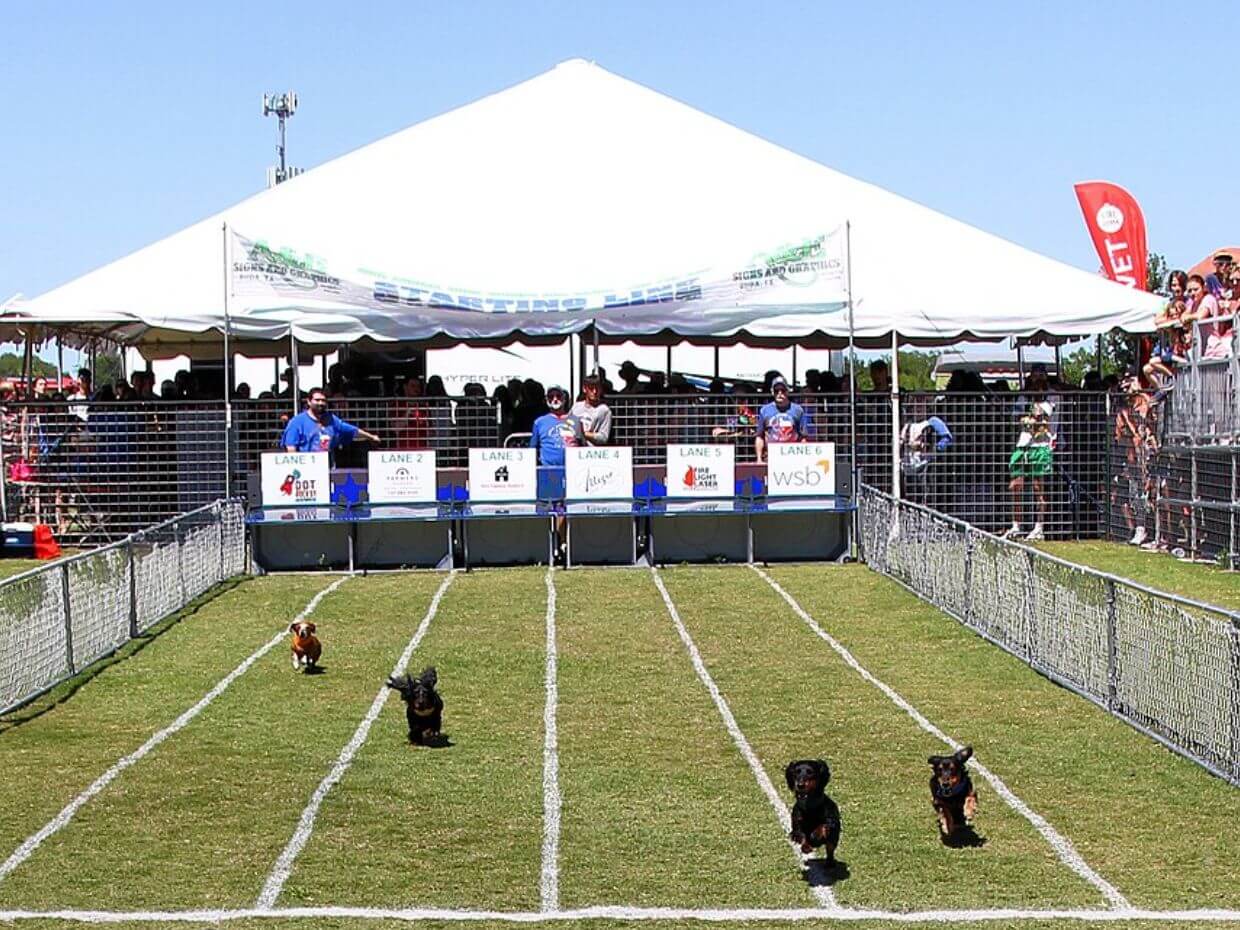 Dachshund Racing Photo
