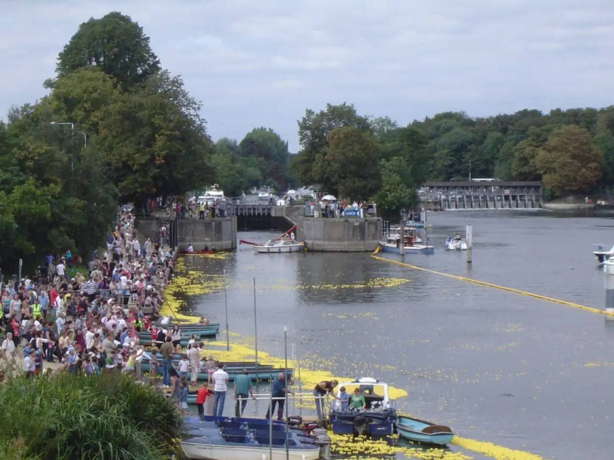 Duck Racing Photo