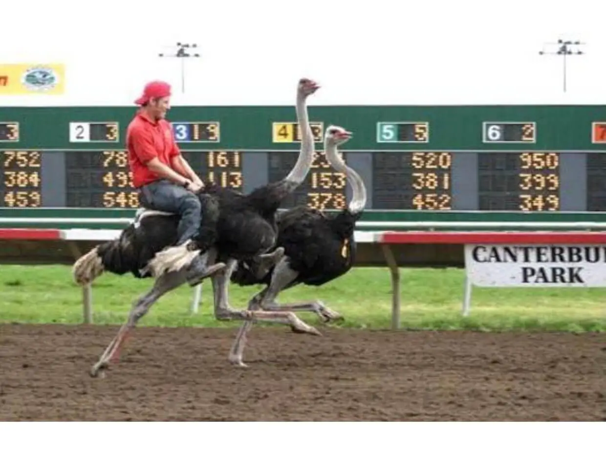 Ostrich Racing Photo