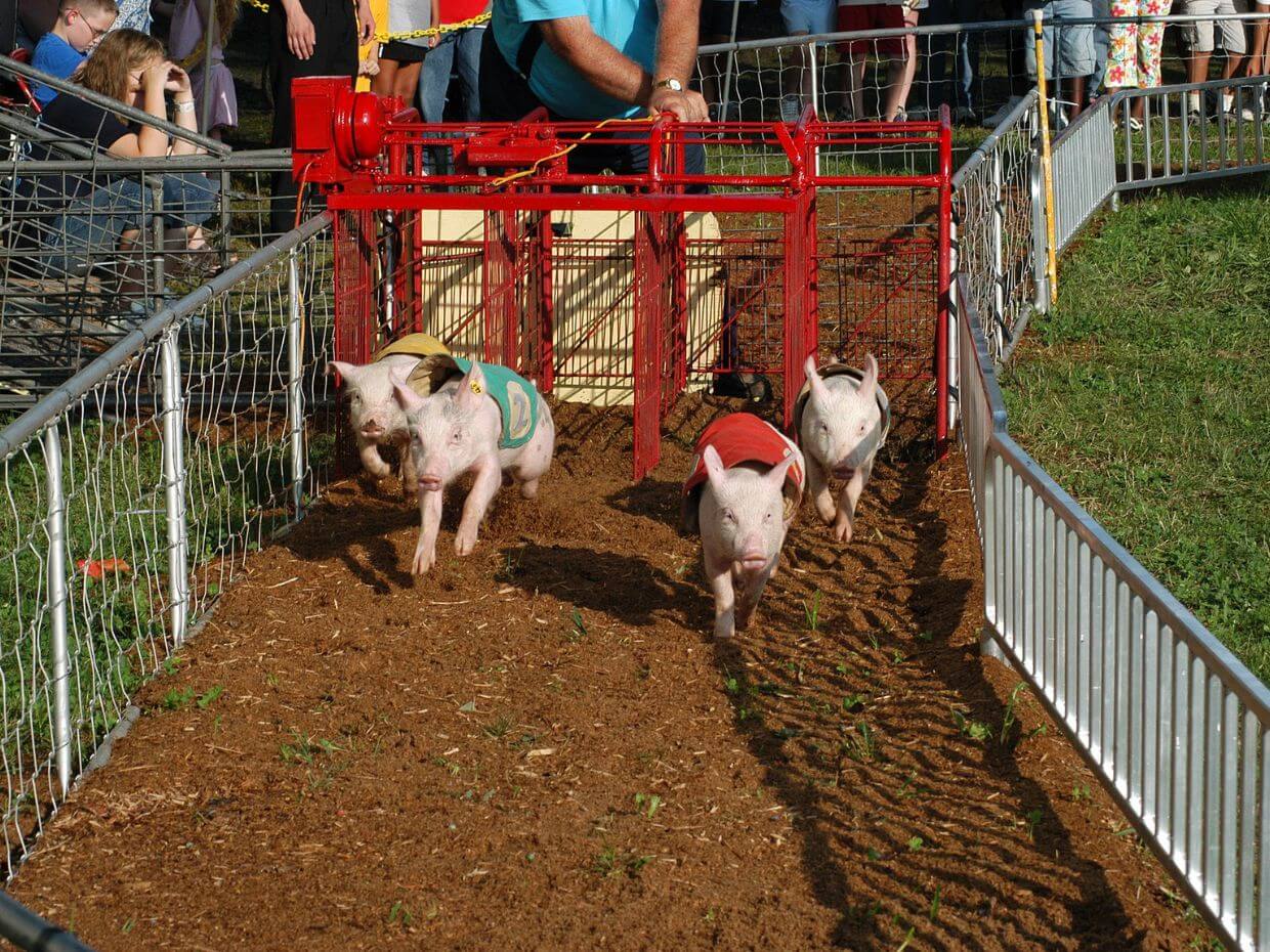 Pig Racing Photo