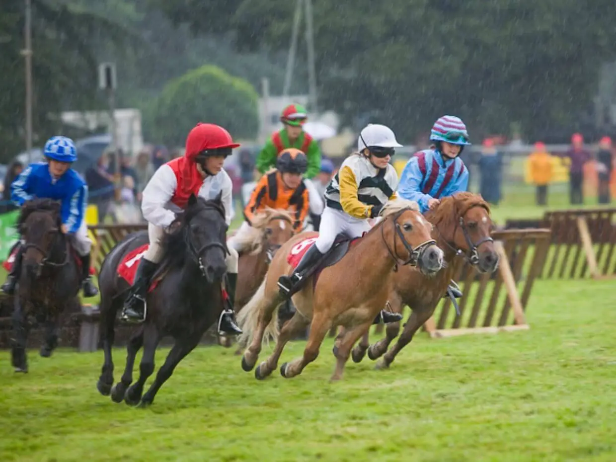 Shetland Pony Racing Photo