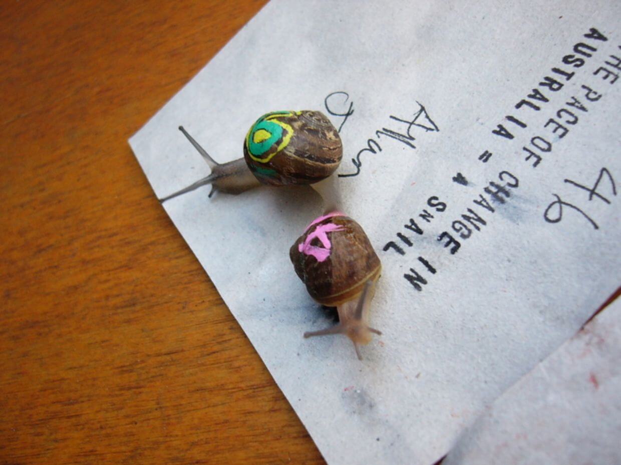 Snail Racing Photo
