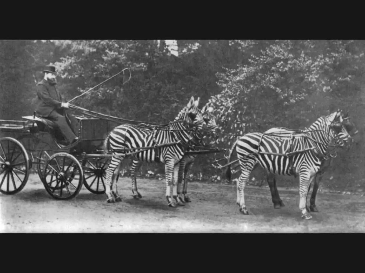 Zebra Racing Photo